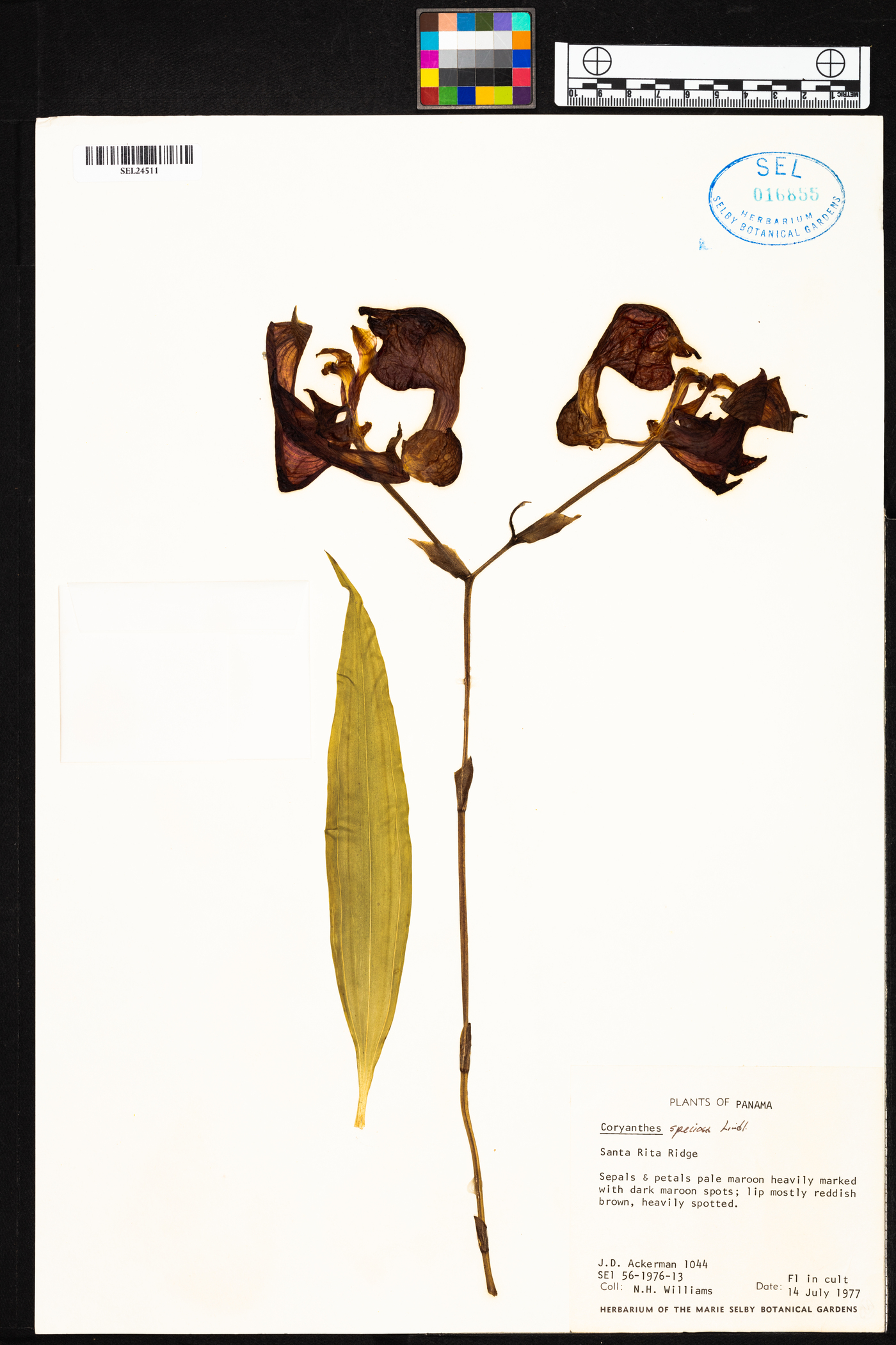 Coryanthes image