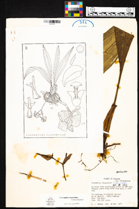 Coryanthes elegantium image