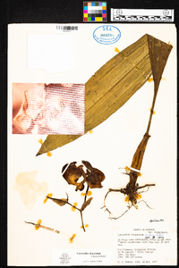 Coryanthes elegantium image