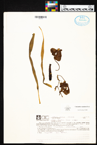 Coryanthes speciosa image