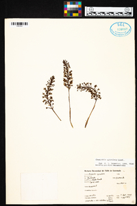 Cranichis apiculata image