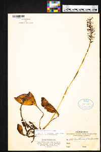 Cranichis apiculata image