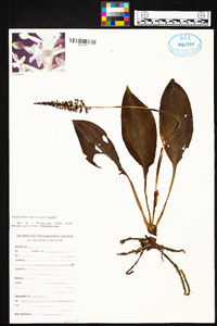 Cranichis apiculata image