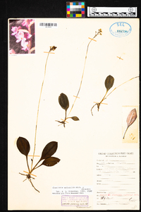 Cranichis sylvatica image