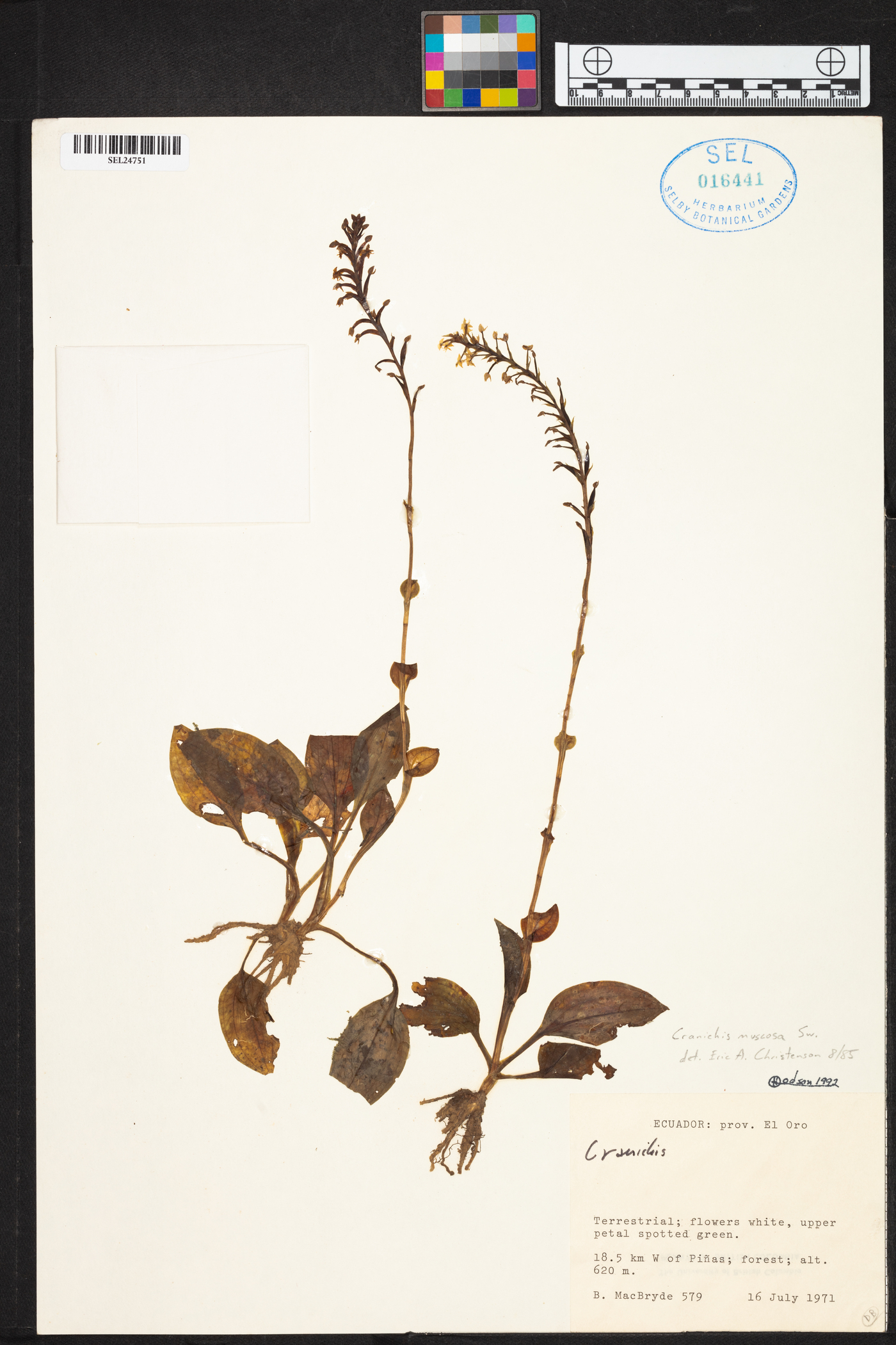Cranichis muscosa image