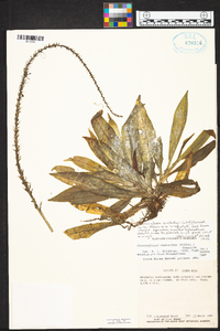 Crossoglossa eustachys image