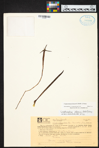 Image of Maxillaria jacquelineana