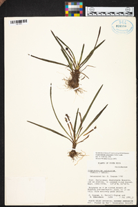 Maxillaria calcarata image