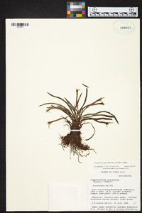 Maxillaria calcarata image