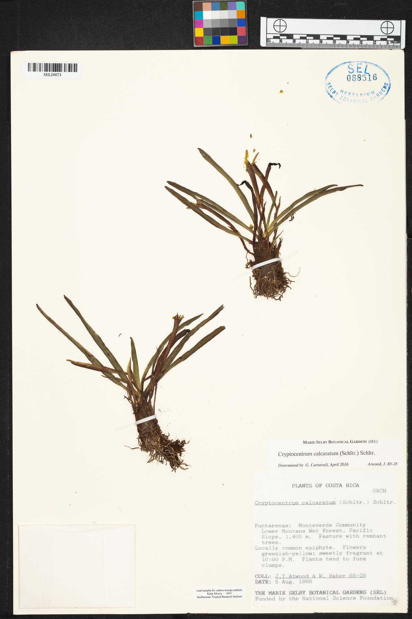 Maxillaria calcarata image