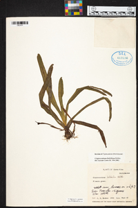 Maxillaria amplifoliata image