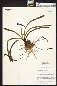 Maxillaria amplifoliata image