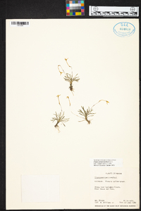 Maxillaria standleyi image