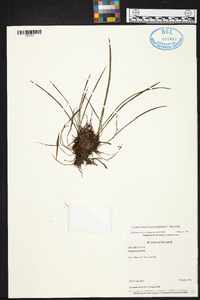 Maxillaria inaequisepala image