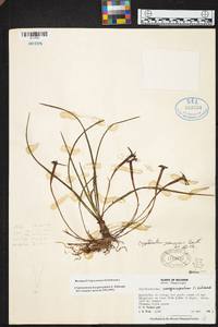 Maxillaria inaequisepala image