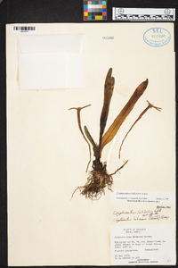 Maxillaria amplifoliata image