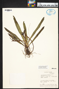 Maxillaria amplifoliata image