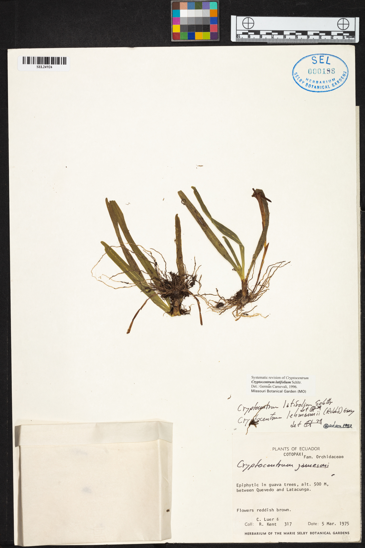 Maxillaria amplifoliata image