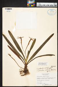Maxillaria amplifoliata image