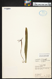 Maxillaria amplifoliata image