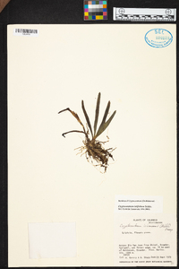 Maxillaria amplifoliata image