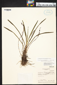 Maxillaria jacquelineana image