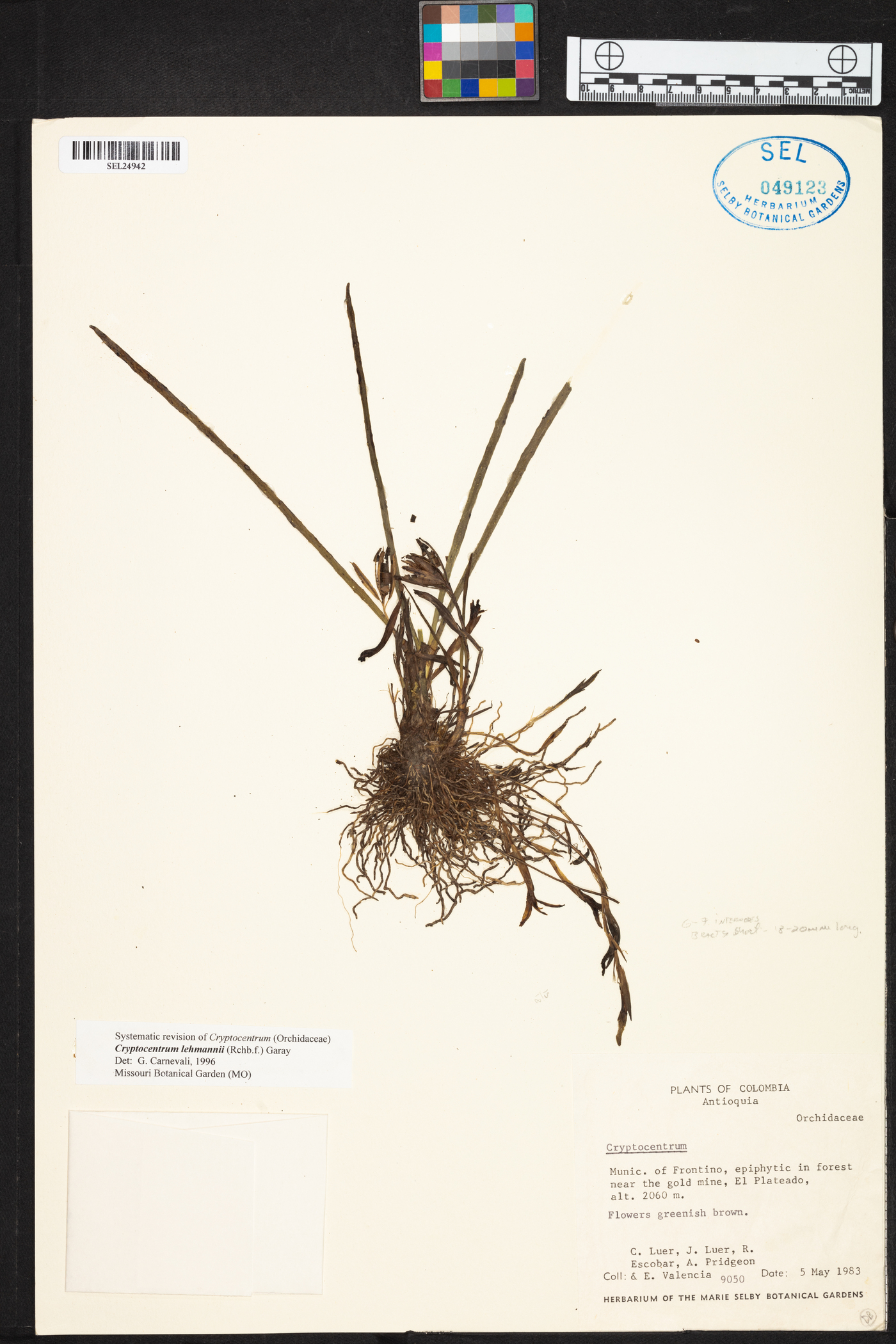 Maxillaria jacquelineana image