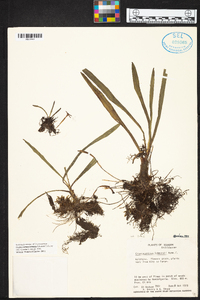 Maxillaria jacquelineana image