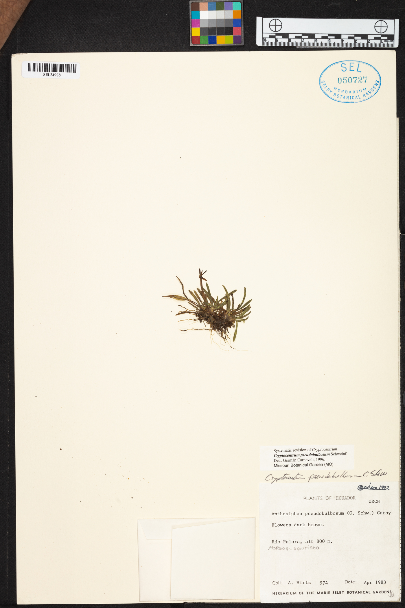 Maxillaria pseudobulbosa image