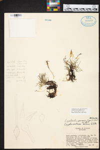 Maxillaria standleyi image