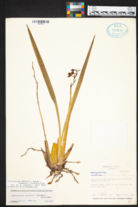 Cuitlauzina egertonii image