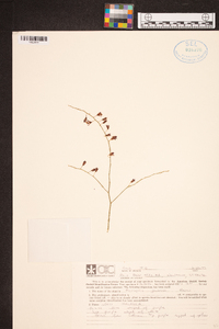 Acriopsis liliifolia var. liliifolia image