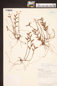 Acrorchis roseola image