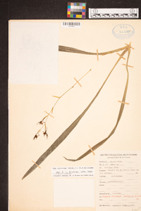 Brassia chlorops image