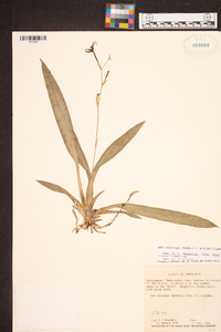 Brassia chlorops image