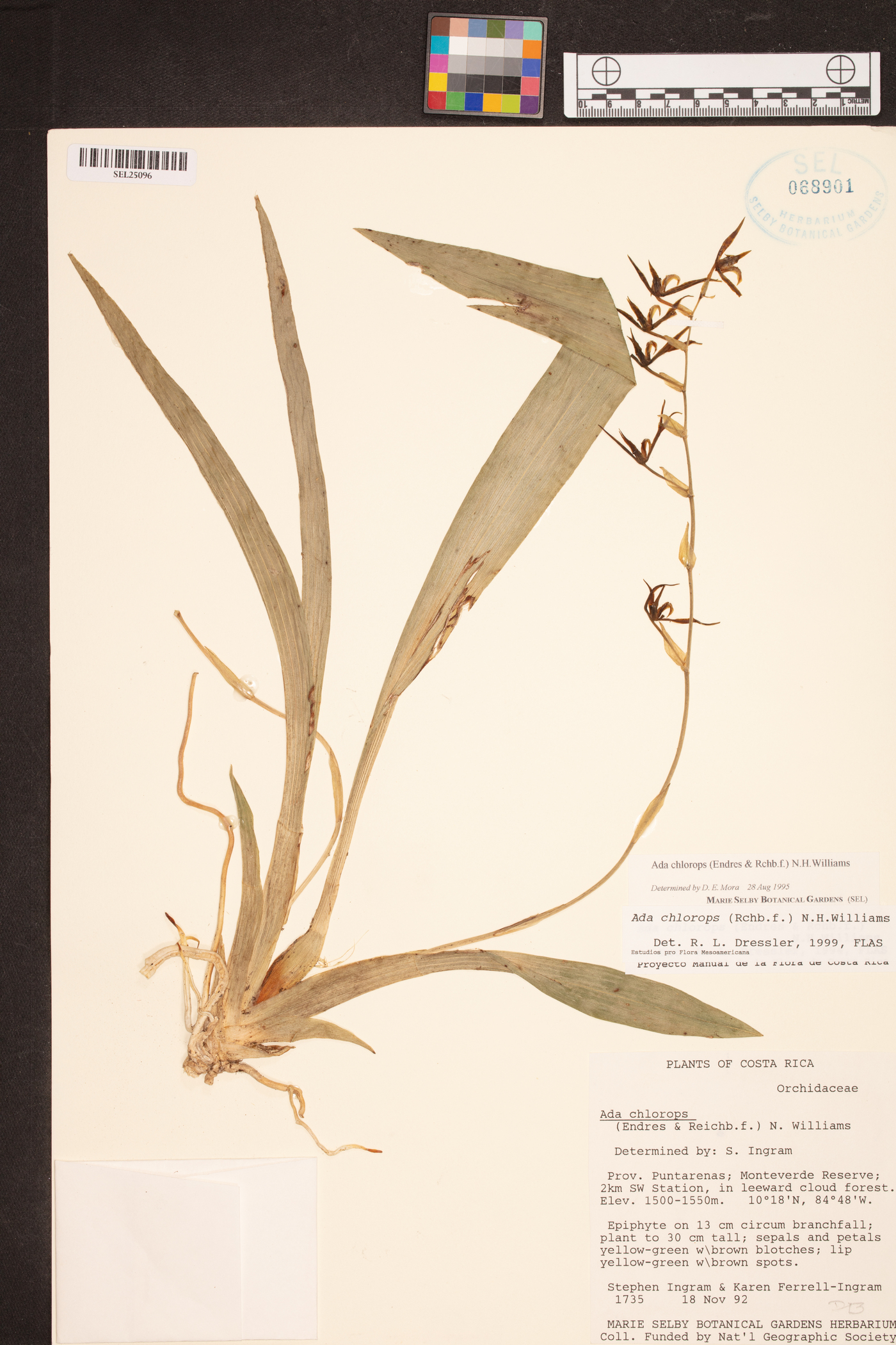 Brassia chlorops image