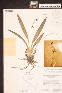 Brassia chlorops image