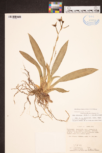 Brassia chlorops image
