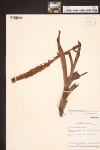 Altensteinia fimbriata image