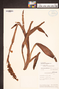 Altensteinia fimbriata image