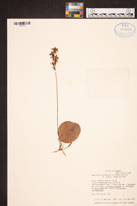 Amerorchis rotundifolia image