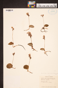 Amerorchis rotundifolia image