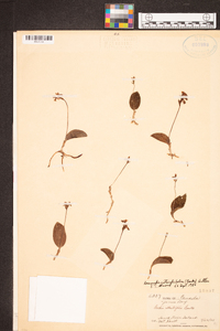 Amerorchis rotundifolia image