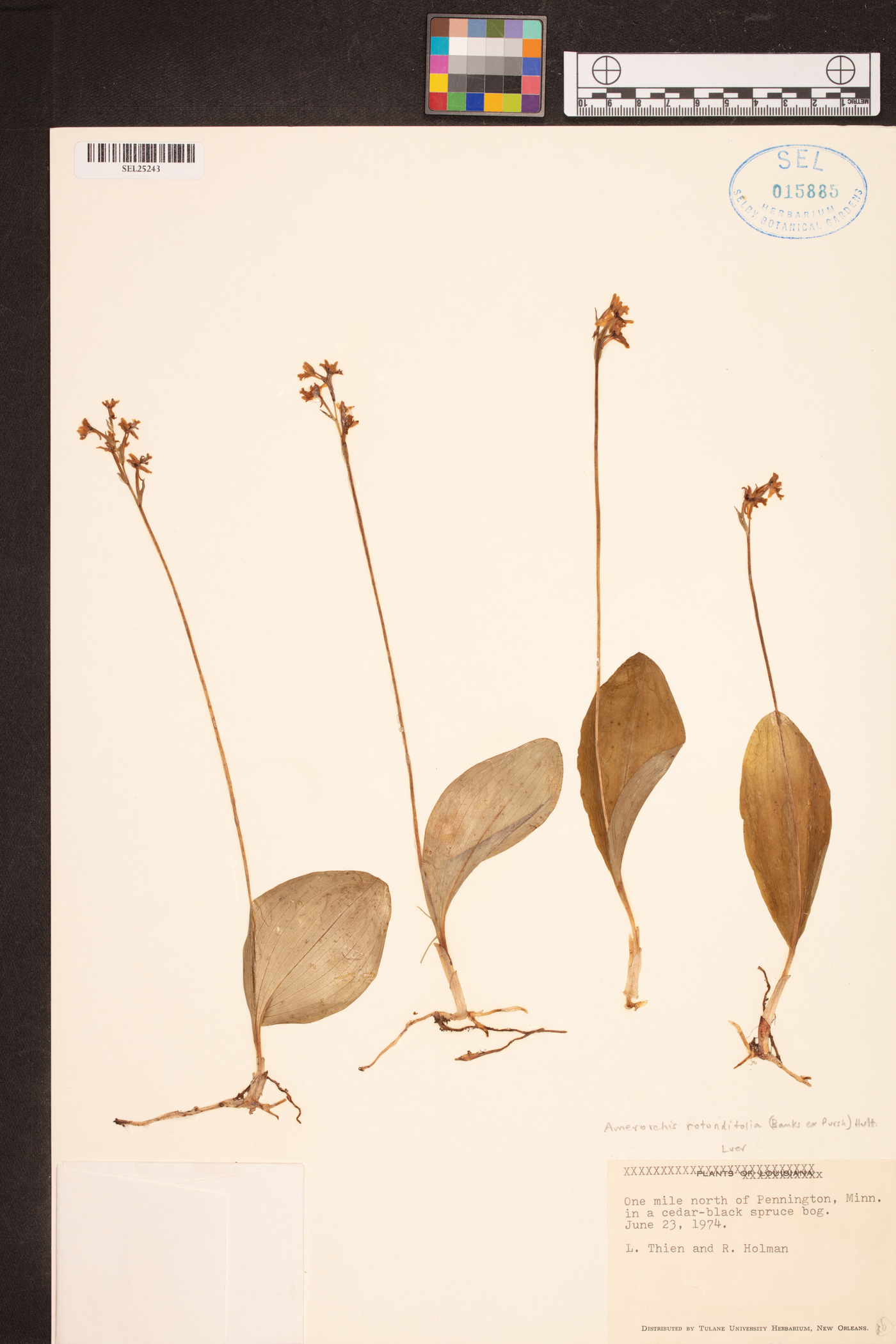 Amerorchis rotundifolia image
