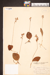 Amerorchis rotundifolia image