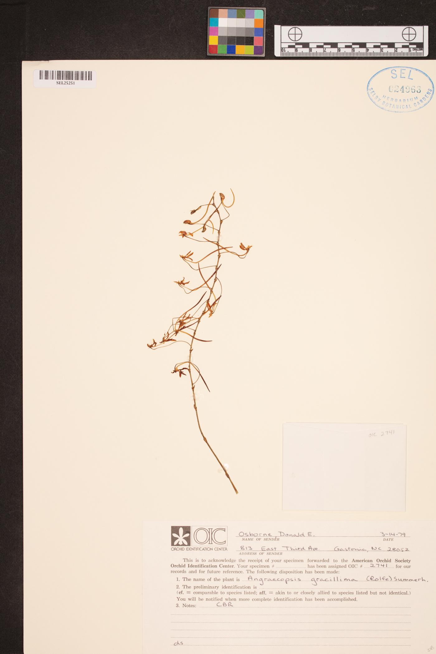Angraecopsis gracillima image