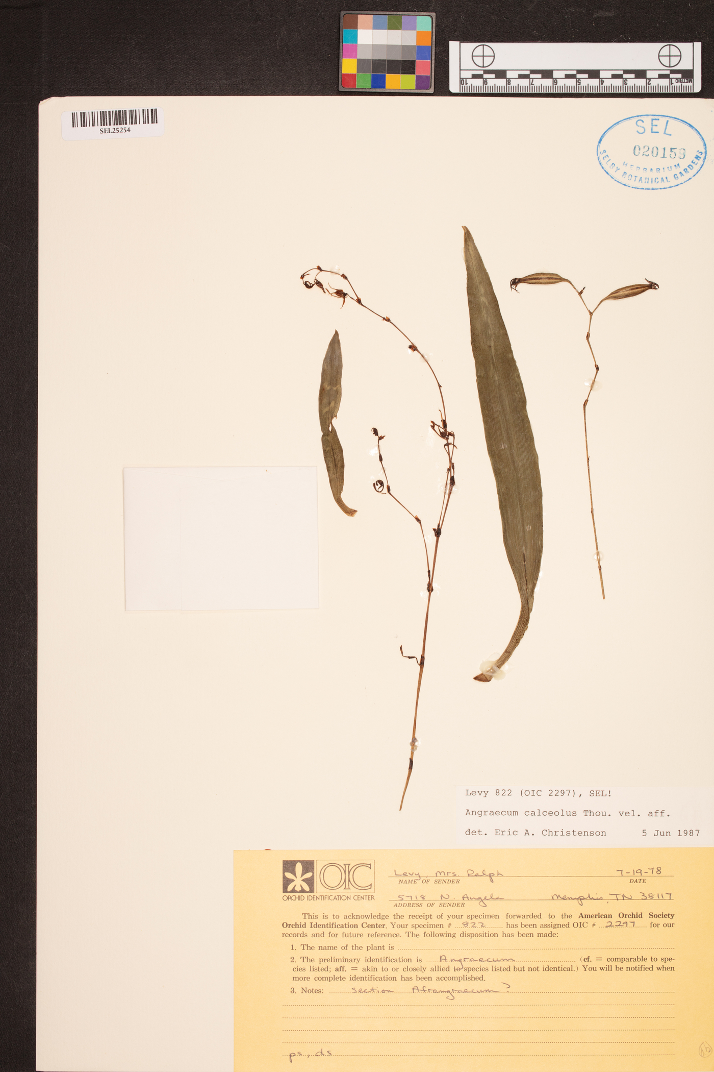 Angraecum calceolus image