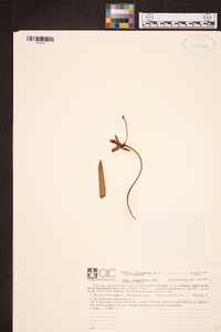 Angraecum florulentum image