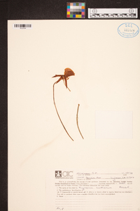 Image of Angraecum scottianum