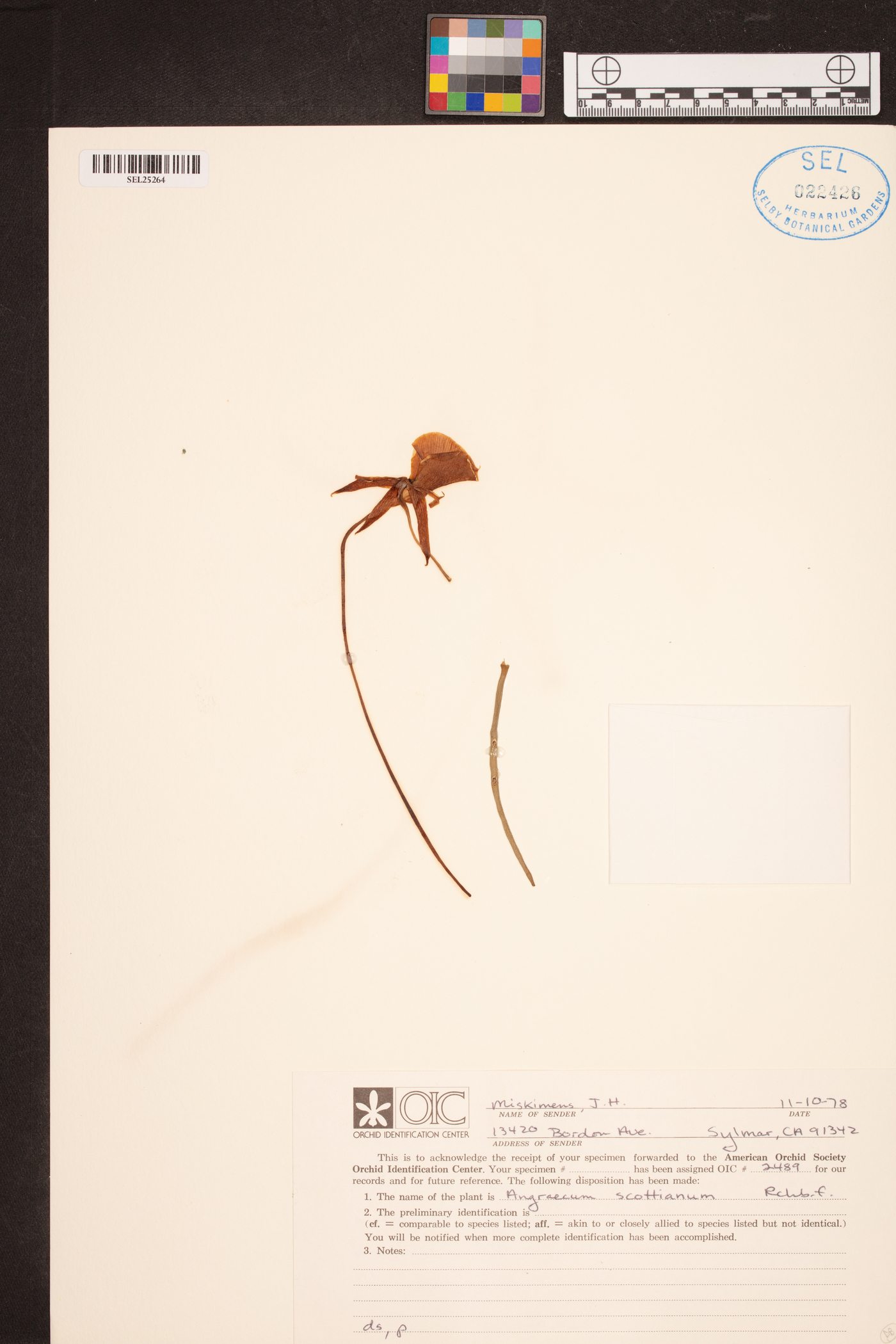 Angraecum scottianum image